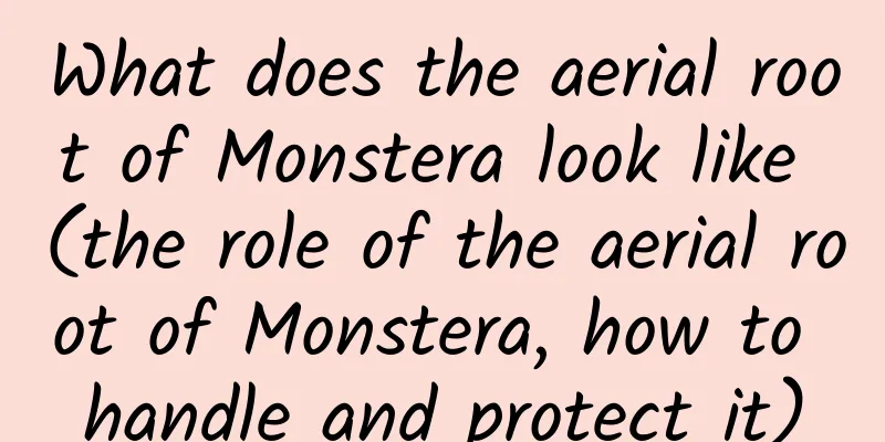 What does the aerial root of Monstera look like (the role of the aerial root of Monstera, how to handle and protect it)