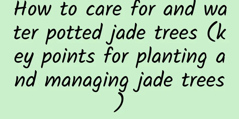 How to care for and water potted jade trees (key points for planting and managing jade trees)