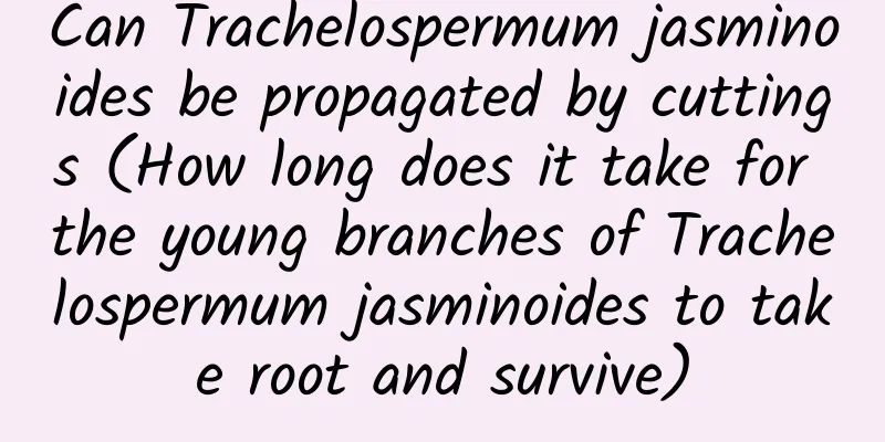 Can Trachelospermum jasminoides be propagated by cuttings (How long does it take for the young branches of Trachelospermum jasminoides to take root and survive)