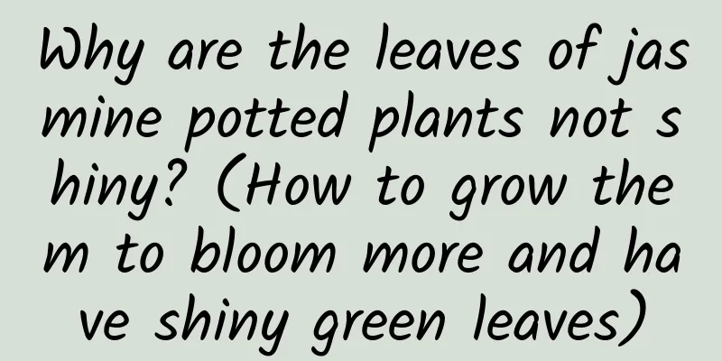 Why are the leaves of jasmine potted plants not shiny? (How to grow them to bloom more and have shiny green leaves)