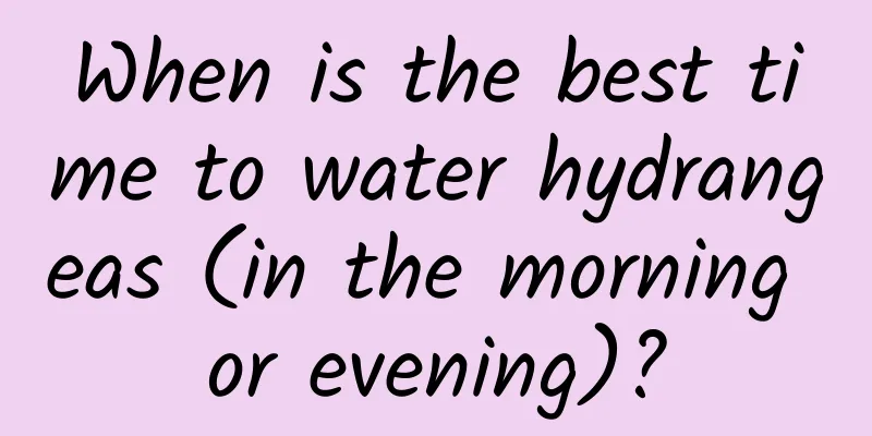 When is the best time to water hydrangeas (in the morning or evening)?