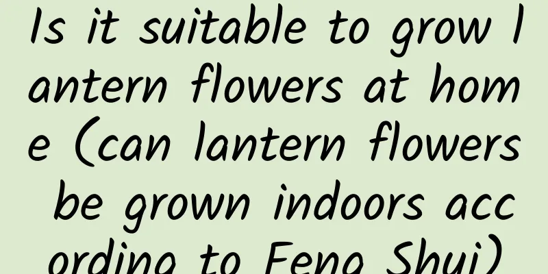 Is it suitable to grow lantern flowers at home (can lantern flowers be grown indoors according to Feng Shui)