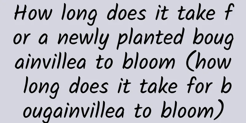 How long does it take for a newly planted bougainvillea to bloom (how long does it take for bougainvillea to bloom)