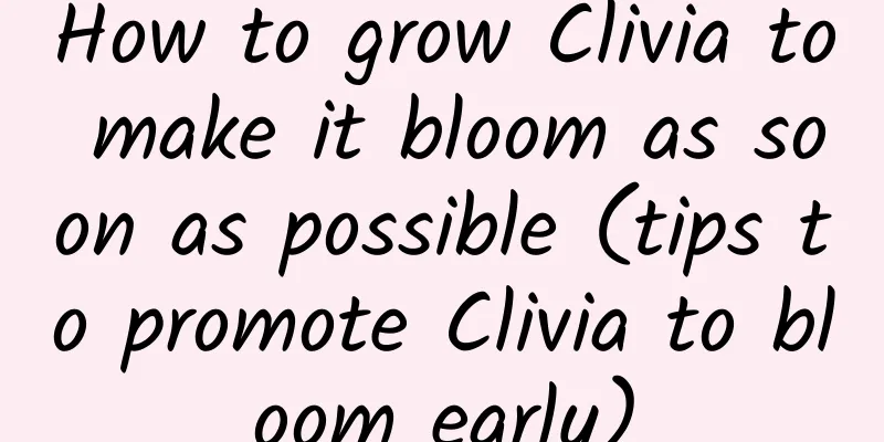 How to grow Clivia to make it bloom as soon as possible (tips to promote Clivia to bloom early)