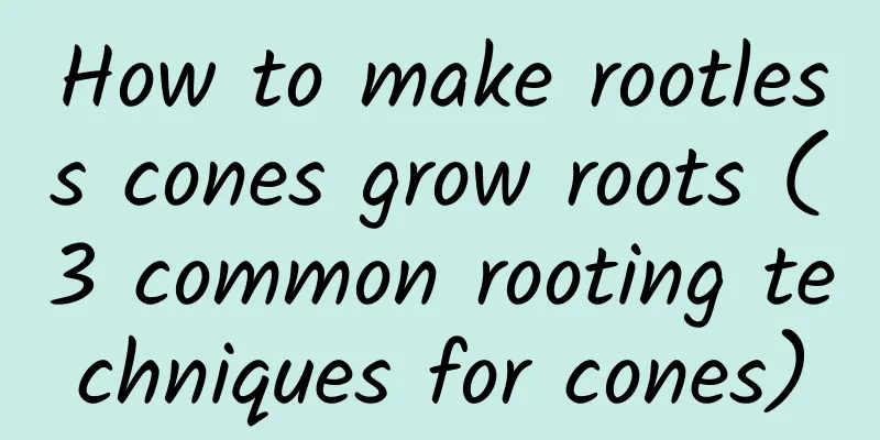 How to make rootless cones grow roots (3 common rooting techniques for cones)