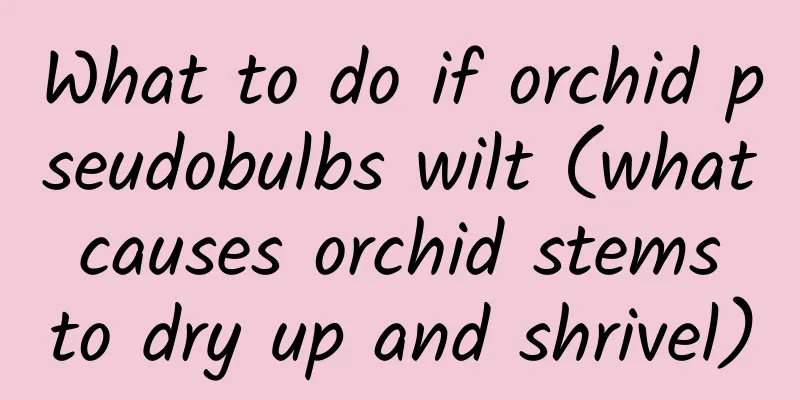What to do if orchid pseudobulbs wilt (what causes orchid stems to dry up and shrivel)