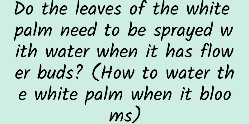 Do the leaves of the white palm need to be sprayed with water when it has flower buds? (How to water the white palm when it blooms)