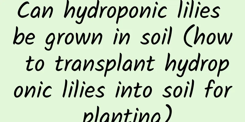 Can hydroponic lilies be grown in soil (how to transplant hydroponic lilies into soil for planting)