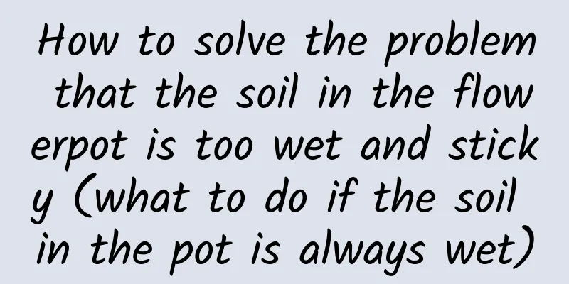 How to solve the problem that the soil in the flowerpot is too wet and sticky (what to do if the soil in the pot is always wet)