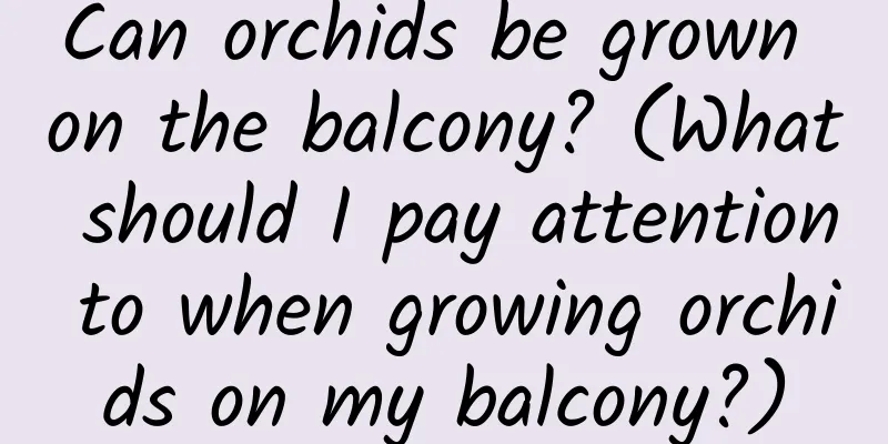 Can orchids be grown on the balcony? (What should I pay attention to when growing orchids on my balcony?)