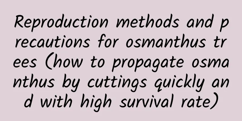 Reproduction methods and precautions for osmanthus trees (how to propagate osmanthus by cuttings quickly and with high survival rate)
