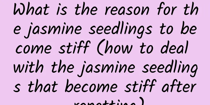 What is the reason for the jasmine seedlings to become stiff (how to deal with the jasmine seedlings that become stiff after repotting)