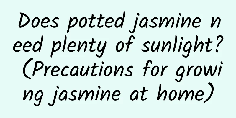 Does potted jasmine need plenty of sunlight? (Precautions for growing jasmine at home)