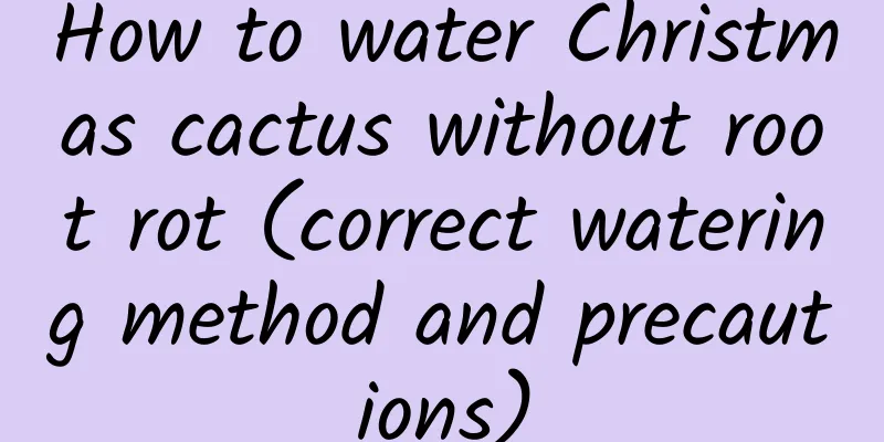 How to water Christmas cactus without root rot (correct watering method and precautions)