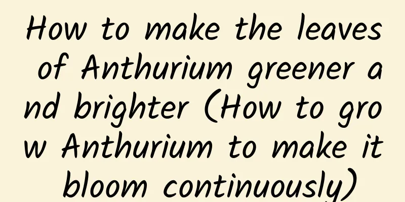 How to make the leaves of Anthurium greener and brighter (How to grow Anthurium to make it bloom continuously)