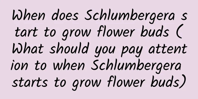 When does Schlumbergera start to grow flower buds (What should you pay attention to when Schlumbergera starts to grow flower buds)