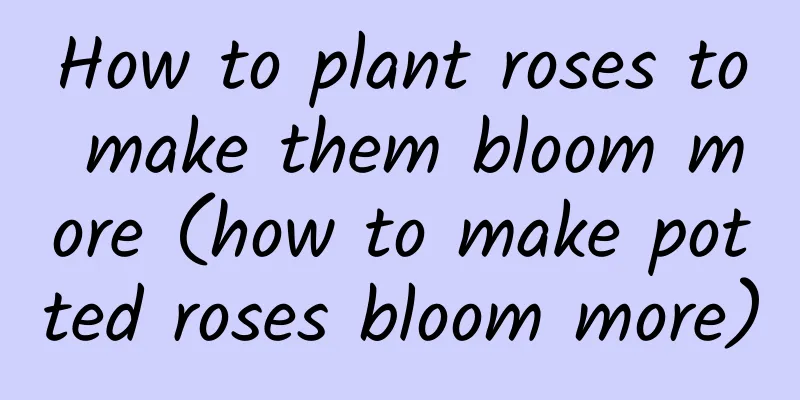 How to plant roses to make them bloom more (how to make potted roses bloom more)
