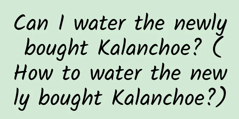 Can I water the newly bought Kalanchoe? (How to water the newly bought Kalanchoe?)