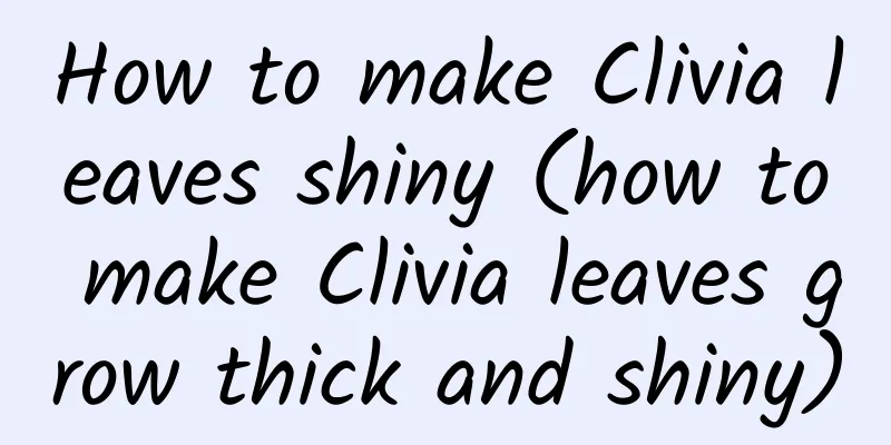 How to make Clivia leaves shiny (how to make Clivia leaves grow thick and shiny)