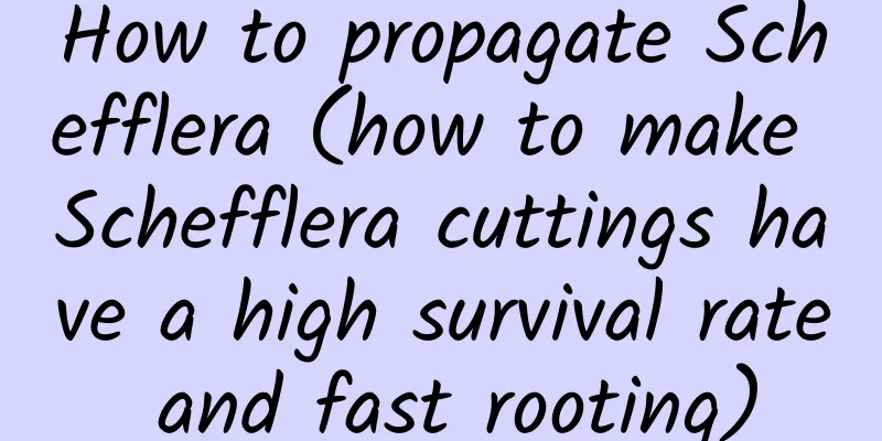 How to propagate Schefflera (how to make Schefflera cuttings have a high survival rate and fast rooting)