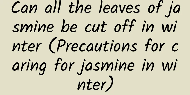 Can all the leaves of jasmine be cut off in winter (Precautions for caring for jasmine in winter)