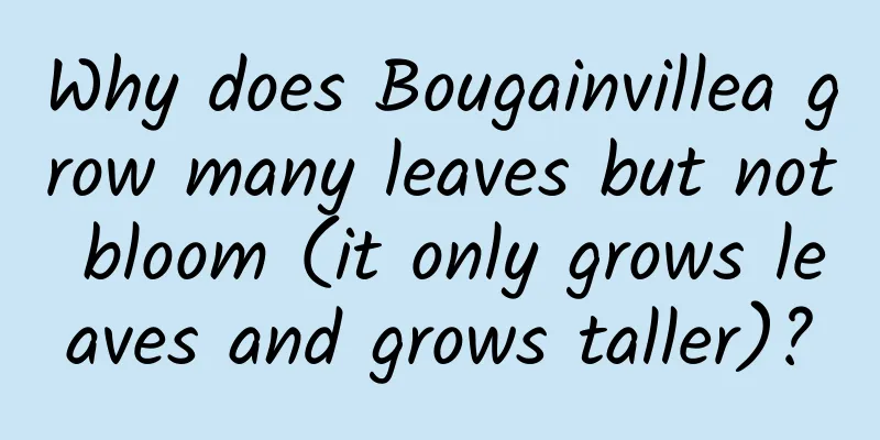 Why does Bougainvillea grow many leaves but not bloom (it only grows leaves and grows taller)?