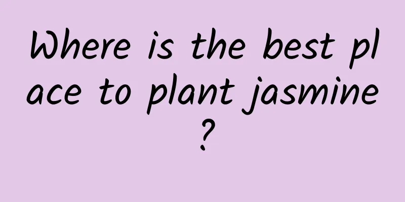 Where is the best place to plant jasmine?