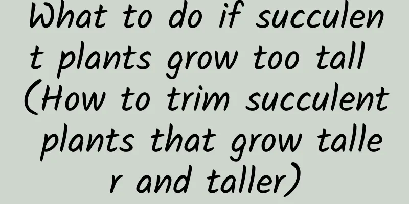 What to do if succulent plants grow too tall (How to trim succulent plants that grow taller and taller)