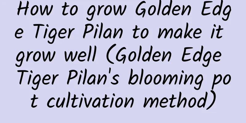 How to grow Golden Edge Tiger Pilan to make it grow well (Golden Edge Tiger Pilan's blooming pot cultivation method)