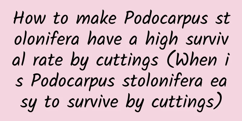 How to make Podocarpus stolonifera have a high survival rate by cuttings (When is Podocarpus stolonifera easy to survive by cuttings)