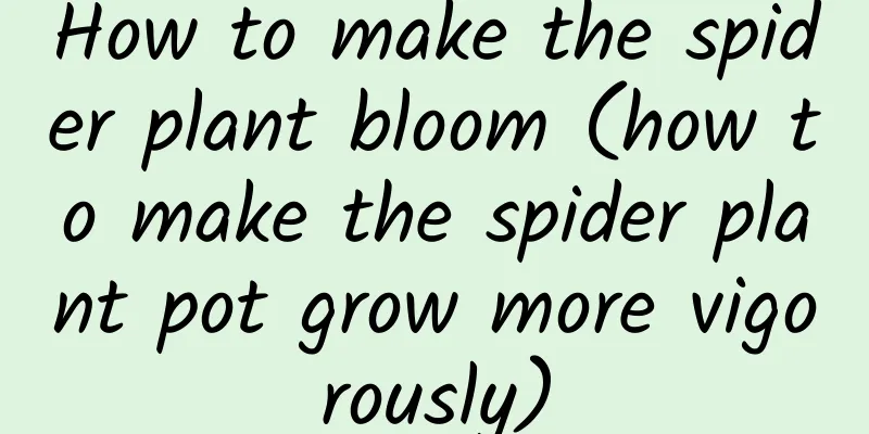 How to make the spider plant bloom (how to make the spider plant pot grow more vigorously)