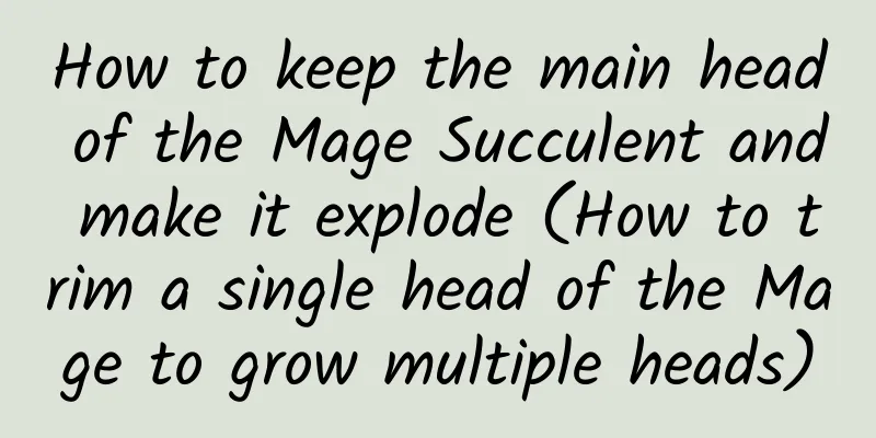 How to keep the main head of the Mage Succulent and make it explode (How to trim a single head of the Mage to grow multiple heads)