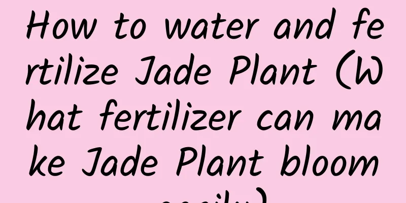 How to water and fertilize Jade Plant (What fertilizer can make Jade Plant bloom easily)