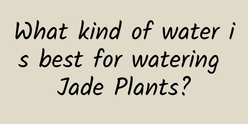 What kind of water is best for watering Jade Plants?