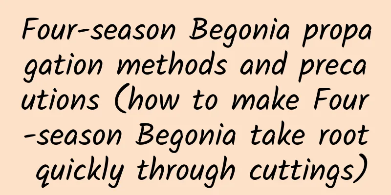 Four-season Begonia propagation methods and precautions (how to make Four-season Begonia take root quickly through cuttings)
