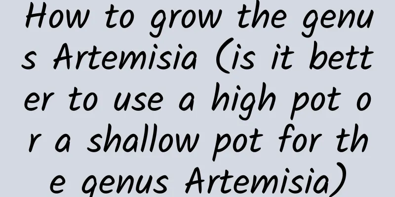 How to grow the genus Artemisia (is it better to use a high pot or a shallow pot for the genus Artemisia)