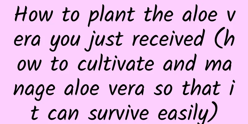 How to plant the aloe vera you just received (how to cultivate and manage aloe vera so that it can survive easily)