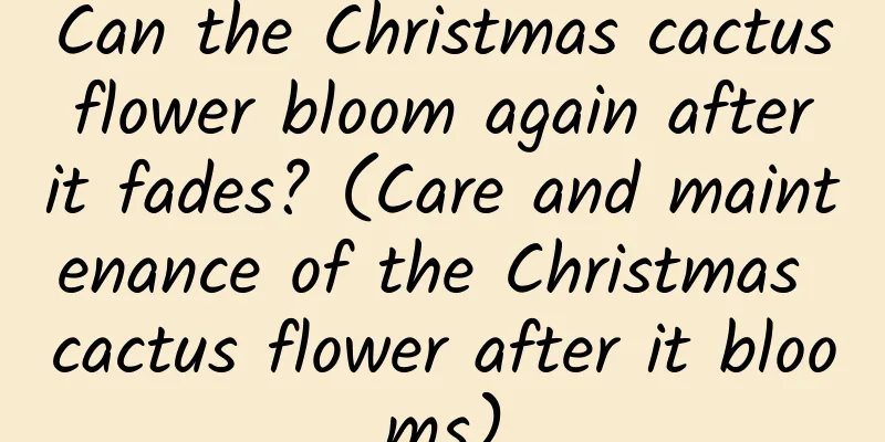 Can the Christmas cactus flower bloom again after it fades? (Care and maintenance of the Christmas cactus flower after it blooms)