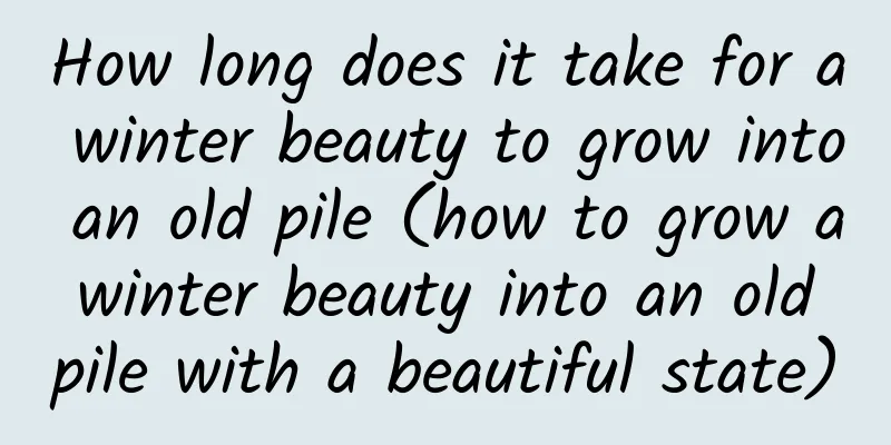 How long does it take for a winter beauty to grow into an old pile (how to grow a winter beauty into an old pile with a beautiful state)