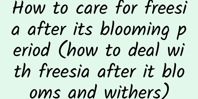 How to care for freesia after its blooming period (how to deal with freesia after it blooms and withers)
