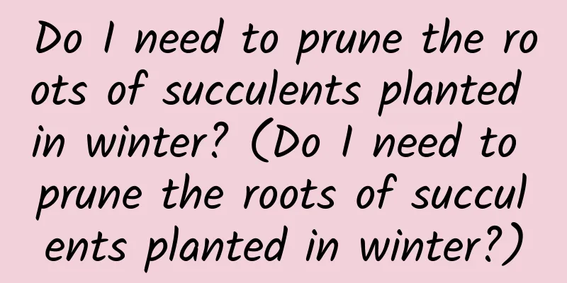 Do I need to prune the roots of succulents planted in winter? (Do I need to prune the roots of succulents planted in winter?)