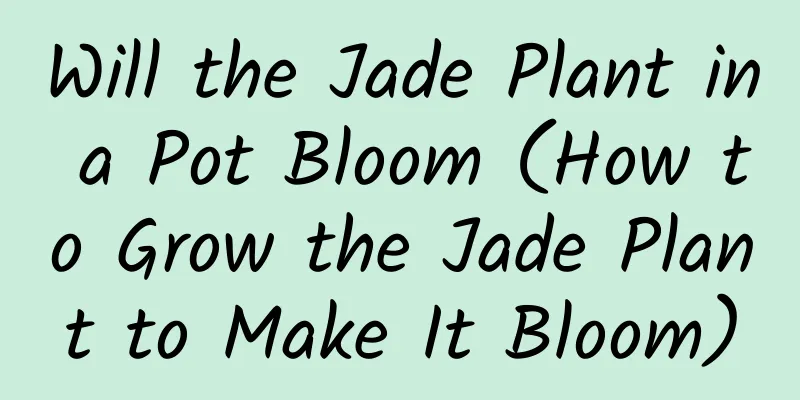 Will the Jade Plant in a Pot Bloom (How to Grow the Jade Plant to Make It Bloom)