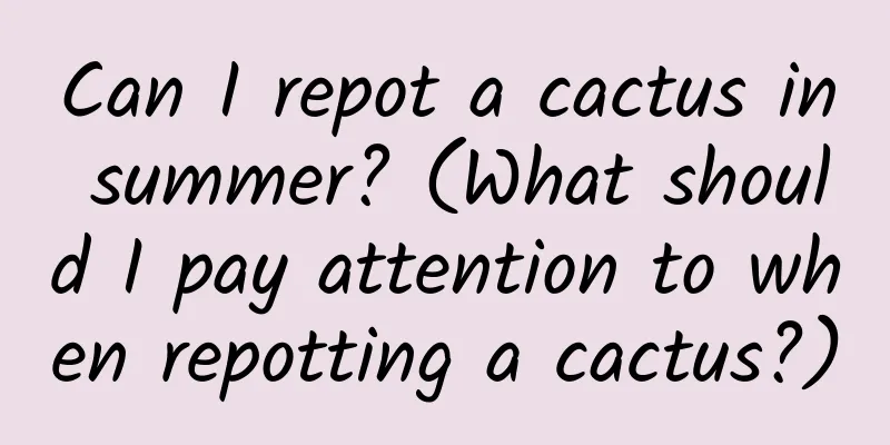 Can I repot a cactus in summer? (What should I pay attention to when repotting a cactus?)