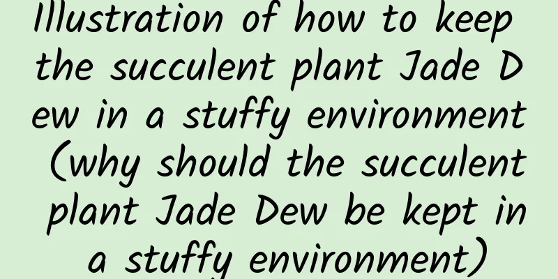 Illustration of how to keep the succulent plant Jade Dew in a stuffy environment (why should the succulent plant Jade Dew be kept in a stuffy environment)