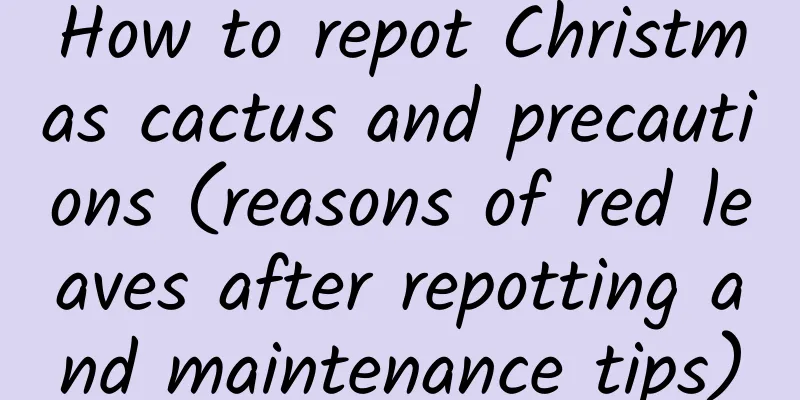 How to repot Christmas cactus and precautions (reasons of red leaves after repotting and maintenance tips)