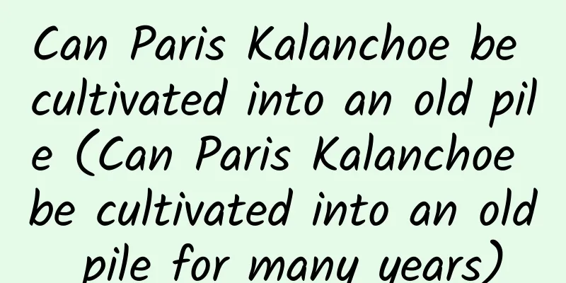 Can Paris Kalanchoe be cultivated into an old pile (Can Paris Kalanchoe be cultivated into an old pile for many years)