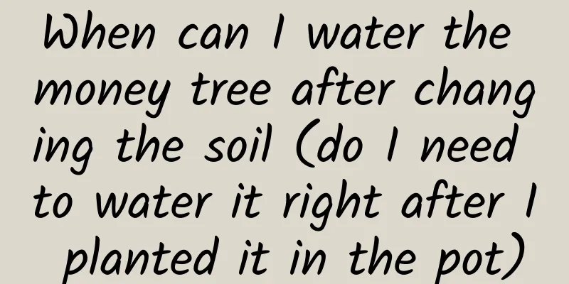 When can I water the money tree after changing the soil (do I need to water it right after I planted it in the pot)