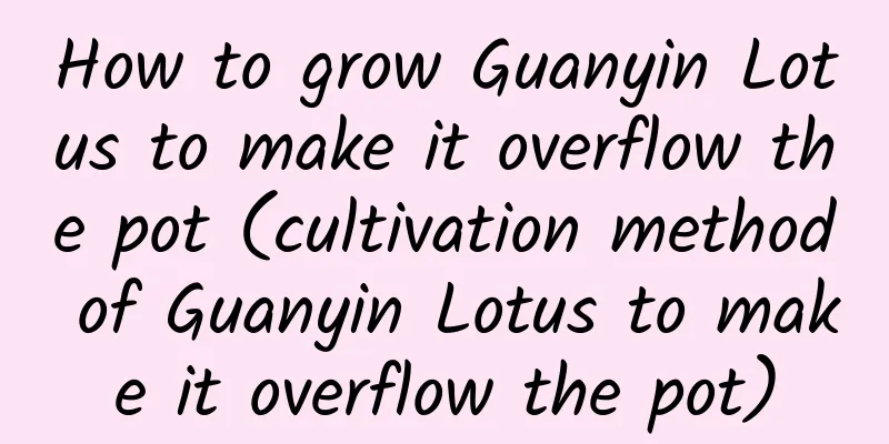 How to grow Guanyin Lotus to make it overflow the pot (cultivation method of Guanyin Lotus to make it overflow the pot)