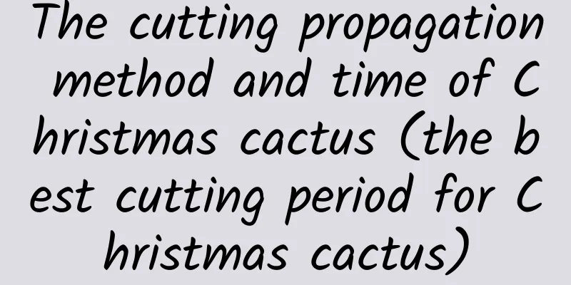 The cutting propagation method and time of Christmas cactus (the best cutting period for Christmas cactus)