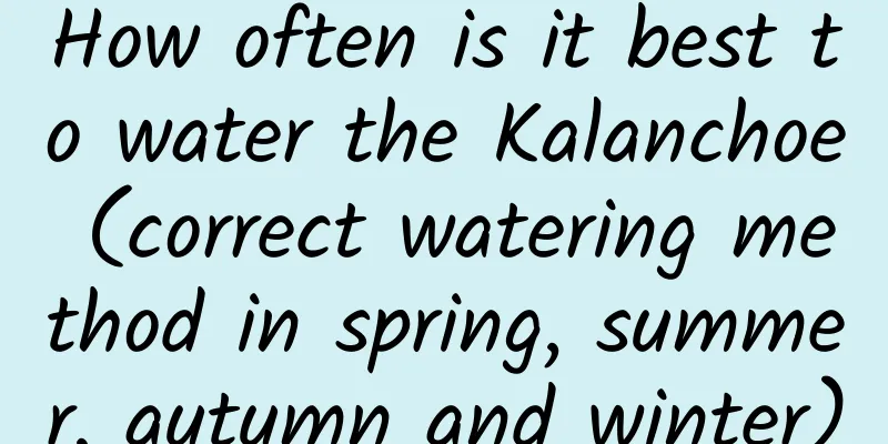 How often is it best to water the Kalanchoe (correct watering method in spring, summer, autumn and winter)